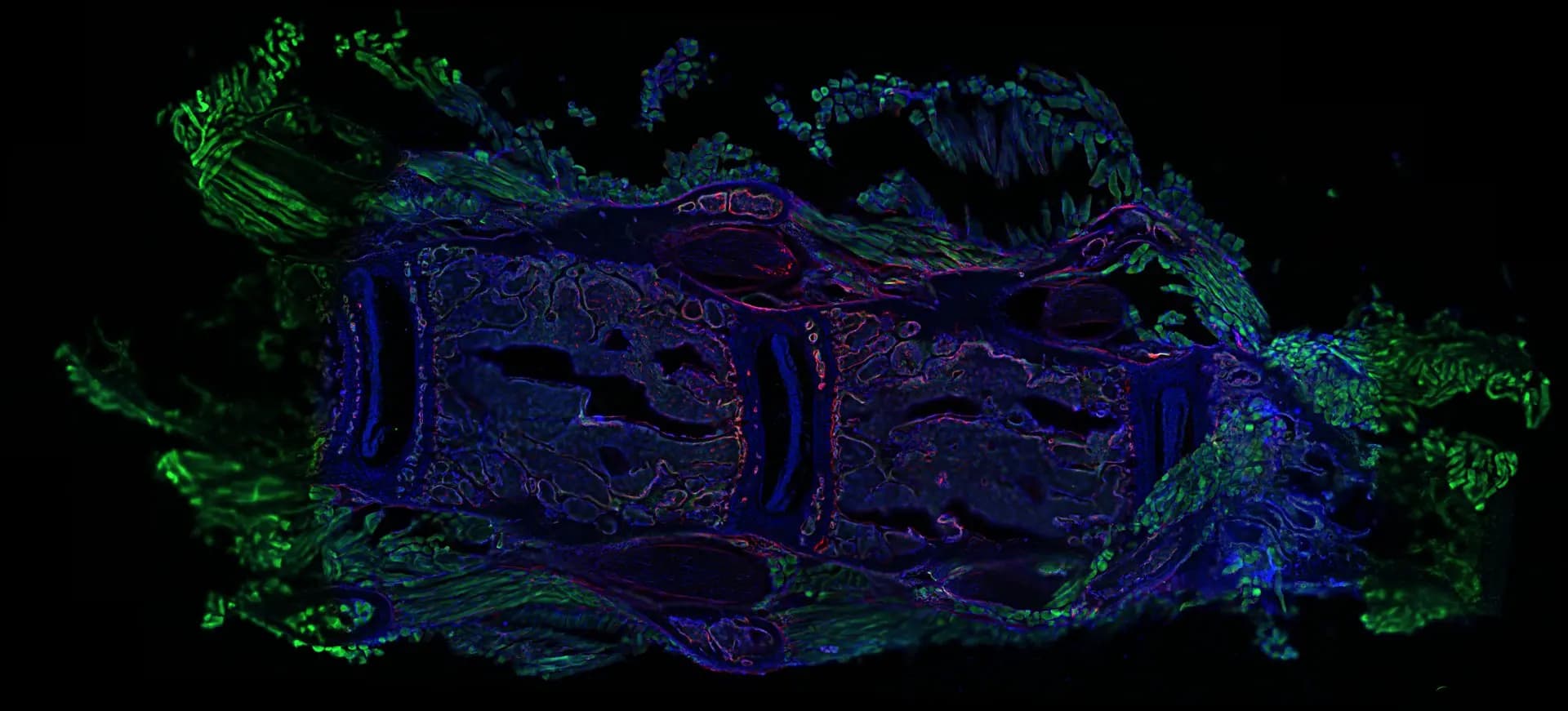 MSKCA microscope imagery